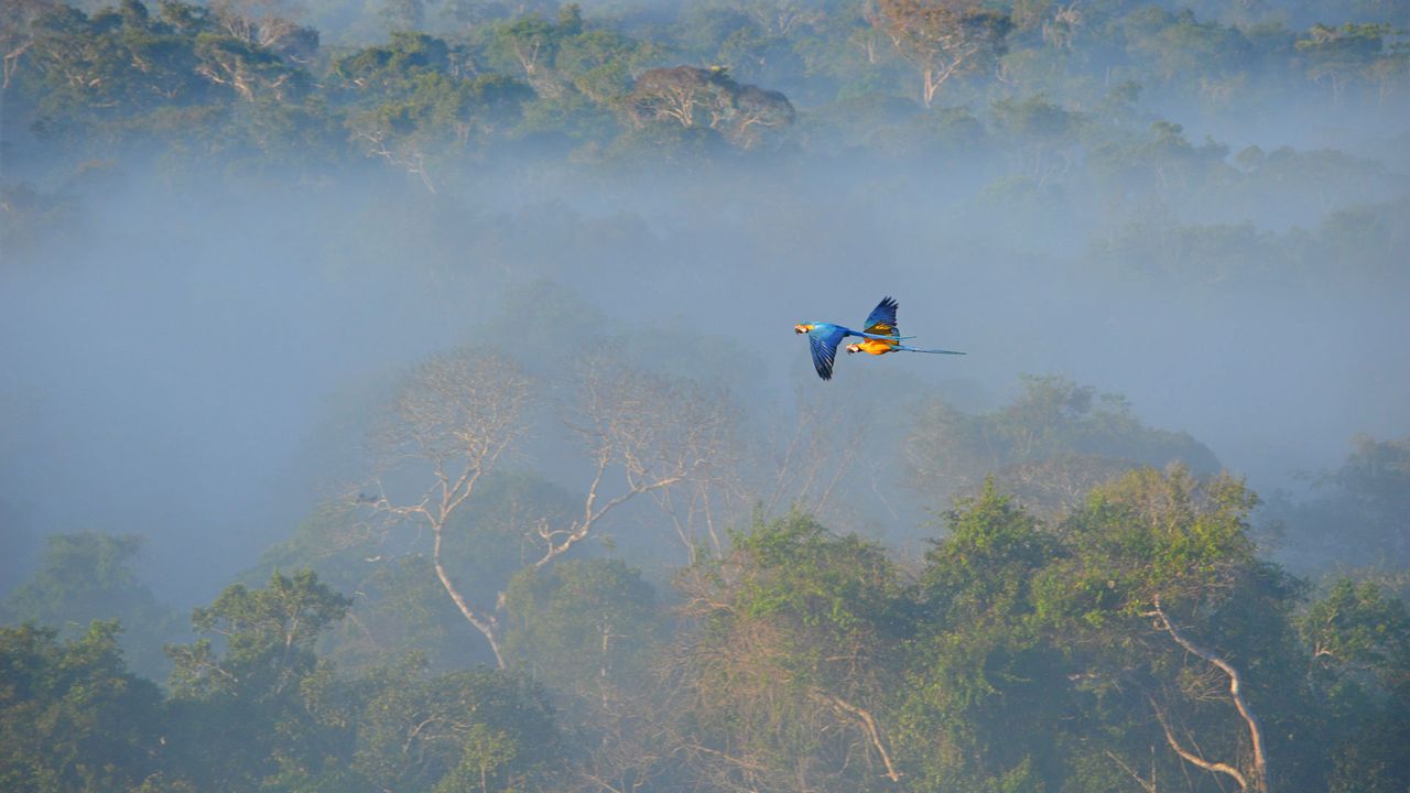 Two macaws flying over a misty forest